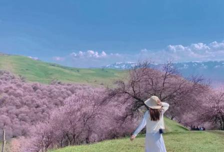 伊犁杏花季：吐尔根杏花沟-大西沟野果花-赛里木湖蓝冰-那拉提冰花-S101百里丹霞画廊-吐鲁番-吐峪沟人文-库木塔格沙漠，新疆杏花8日纯玩