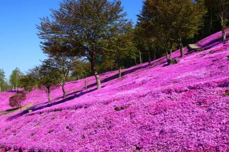 北海道|高性价比反季出游，春夏浪漫花海